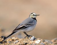 wagtail